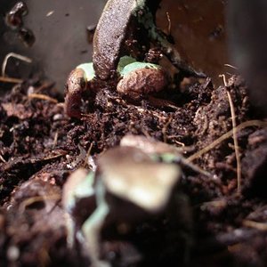 mantellas 061 (Small).JPG