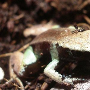 mantellas 059 (Small).JPG