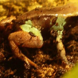 mantellas 050 (Small).JPG