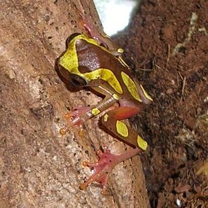 Hyla Leucophyllata01.JPG