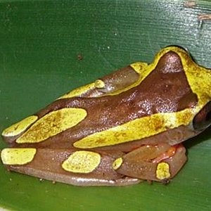 Hyla Leucophyllata02.JPG