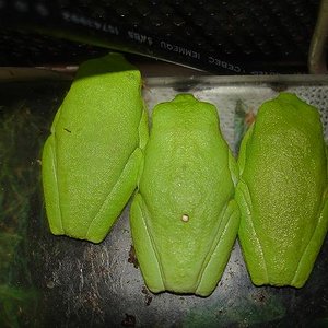 los tres tenores.JPG