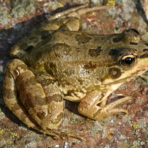 rana verde arboleda.jpg