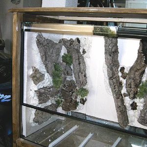 Terrario nuevo 010.jpg