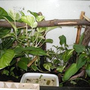 Terrario Leptopelis viridis.JPG