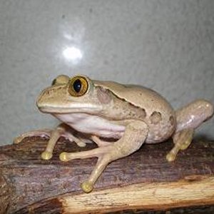 Hembra Leptopelis lateral.JPG