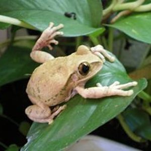 Macho Leptopelis en hoja.JPG