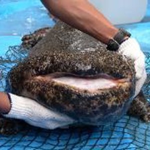 Andrias Japonicus1.JPG