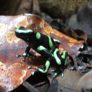 c rica panama 2006 211.1.jpg