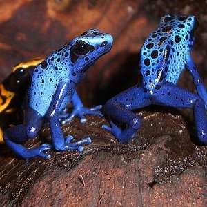 Los Reyes del Coco.JPG