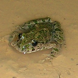 Pelodytes punctatus.JPG
