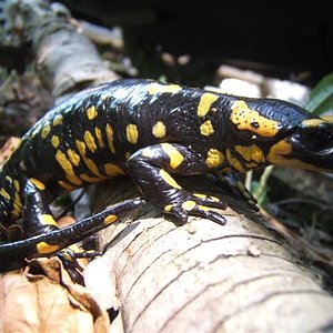 salamandra y sapo piscines 014 (Small).jpg
