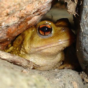 piscines del monseny 004 (Small).jpg