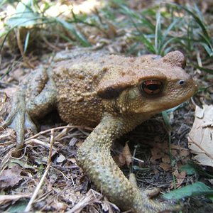 salamandra y sapo piscines 019 (Small).jpg