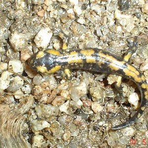 Dones d'aigua i anfibis amb l'adria 035 (Small).jpg