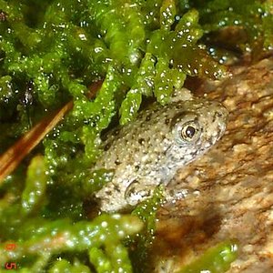 Dones d'aigua i anfibis amb l'adria 016 (Small).jpg