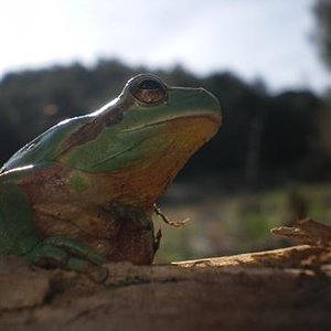 Hylia meridionalis 003 (Small).jpg