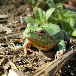 Hylia meridionalis 008 (Small).jpg