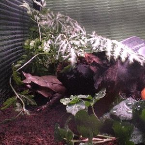 megophrys nasuta.jpg