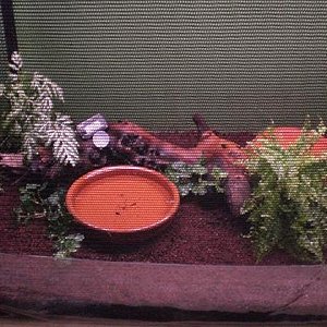 megophrys nasuta00.jpg