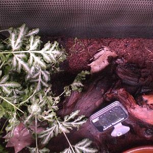 megophrys nasuta01.jpg