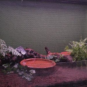 megophrys nasuta02.jpg