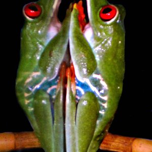 agal cristal 1con.JPG