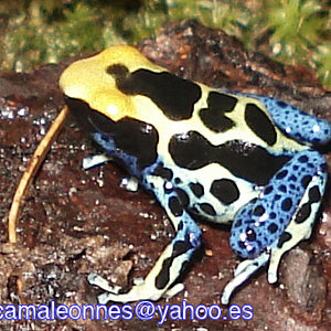 tinc_regina high blue.jpg