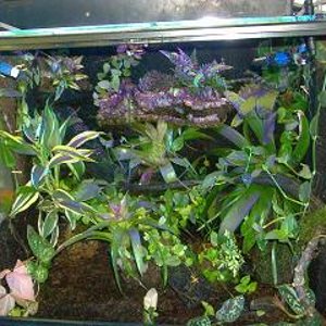 terrario leucomelas.JPG