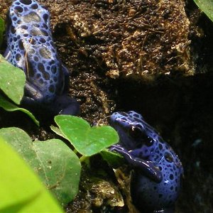 Cascu y dndros 022 (Small).jpg