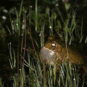 Calamita reducida.jpg