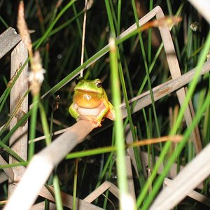 Humedal de los Manantiales, (Torremolinos) Hyla meridionalis macho en pleno cortejo nupcial..jpg