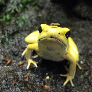 terribilis (Large).jpg