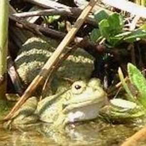 Rana Comun (Rana perezi) 0.JPG