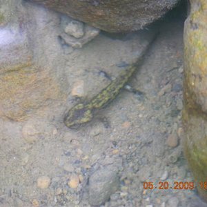 bichos 206 (Small).jpg