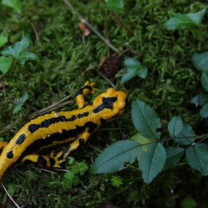 Salamandra 2 [Resolucion de Escritorio] (Large).JPG