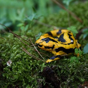 Salamandra 3 [Resolucion de Escritorio] (Large).JPG