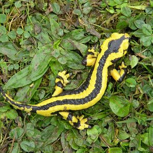 fotos paraiso 520 (Small).jpg