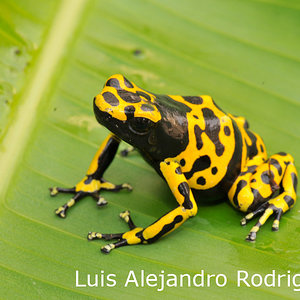 Dendrobates-leucomelas.jpg