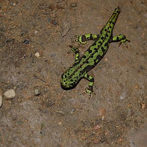 DSC_0020 - copia.JPG