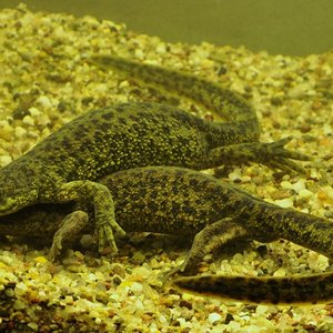 pleurodeles nebulosus.JPG