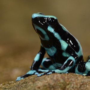 dedro auratus fb 2.jpg