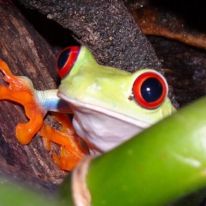 Agalychinus callidryas (261).JPG