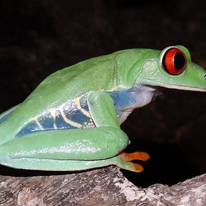 Agalychinus callidryas (266).JPG