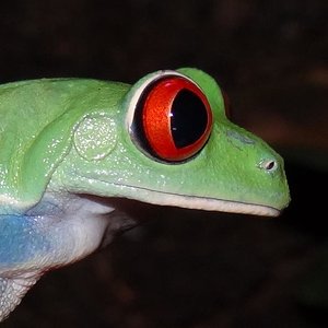 Agalychinus callidryas (267).JPG