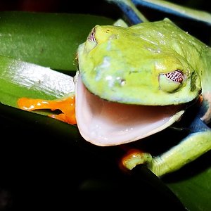 Agalychinus callidryas (272).JPG