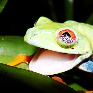 Agalychinus callidryas (275).JPG