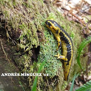salamandra3.jpg