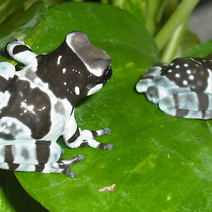 Trachycephalus resinifictrix-01-.jpg