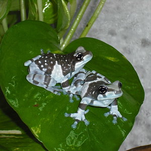 Trachycephalus resinifictrix-07.jpg